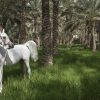 Peter Sanders - White Horse in an Oasis 24in x 16in £265.00