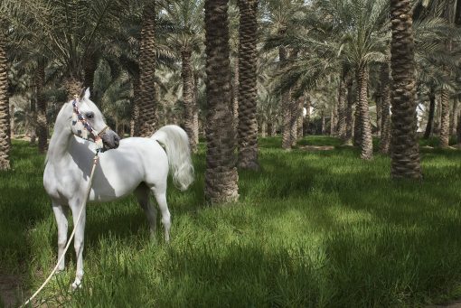 Peter Sanders - White Horse in an Oasis 24in x 16in £265.00